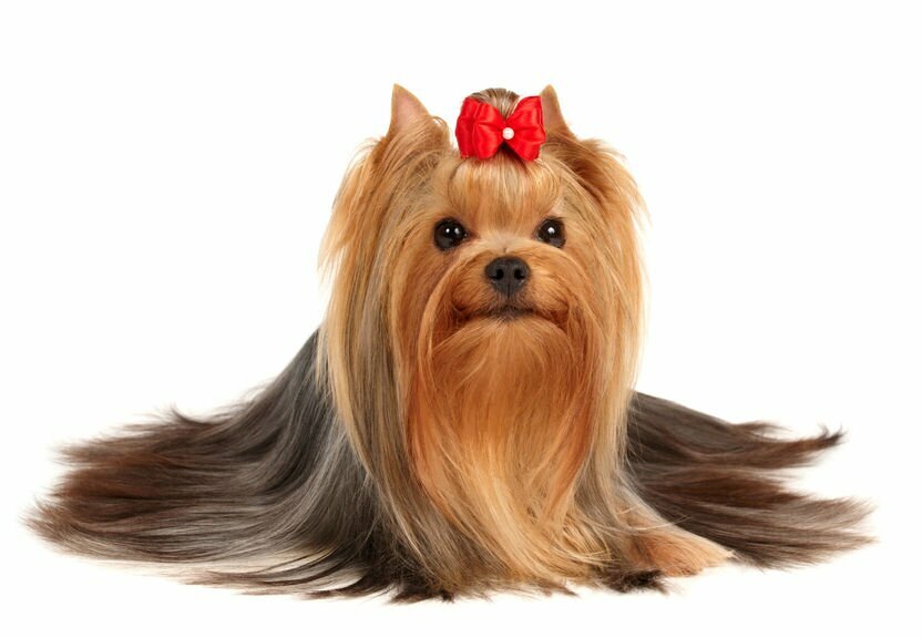 Hair mask for dogs