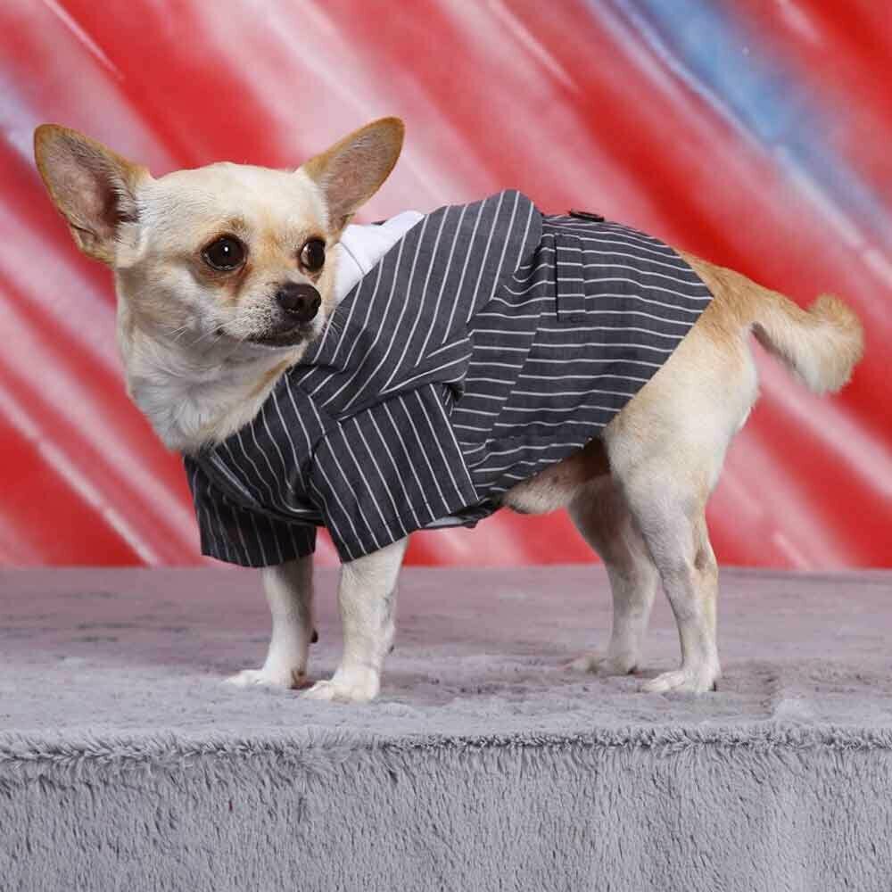 Suit for dogs