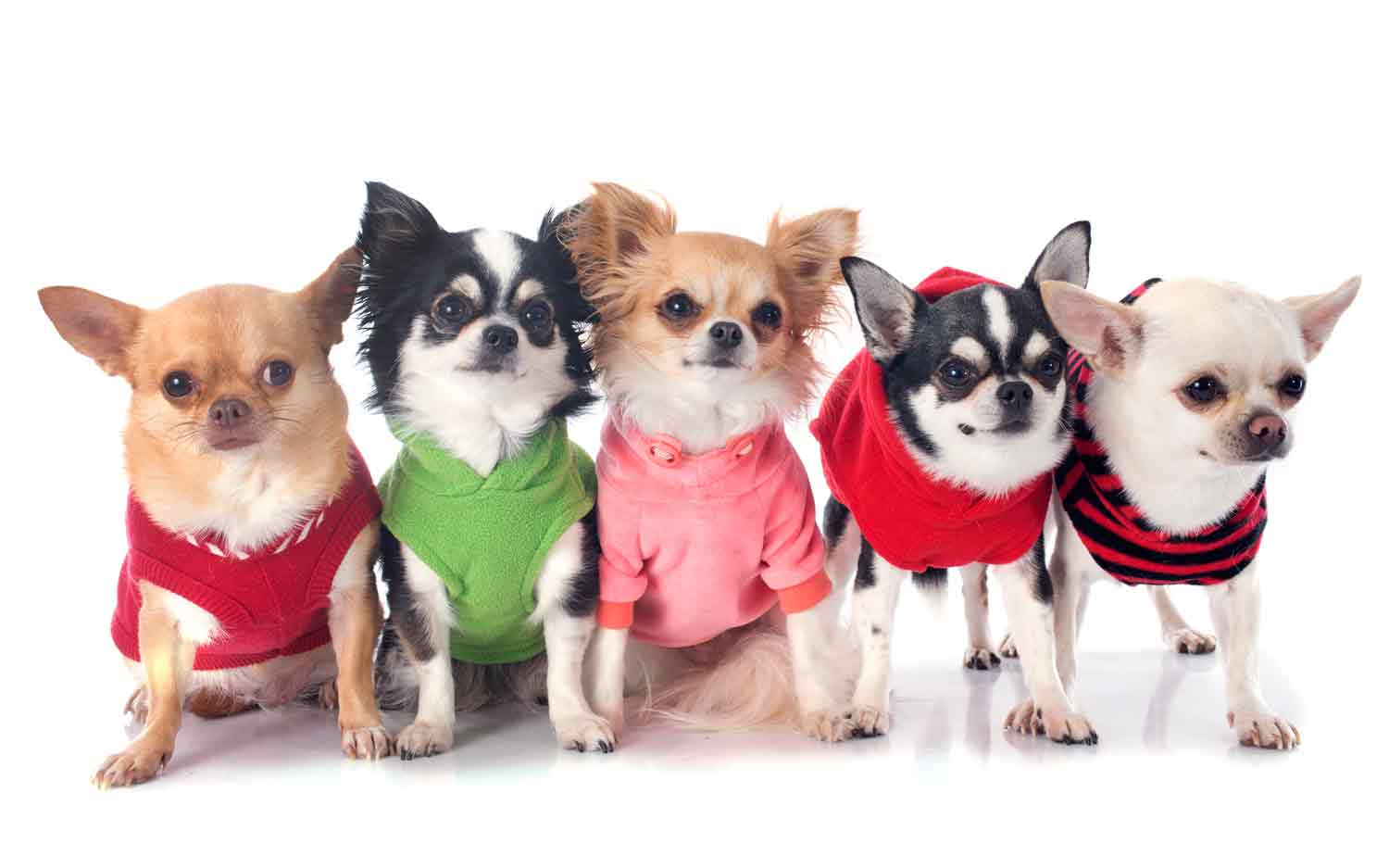 Dog clothing for all breeds