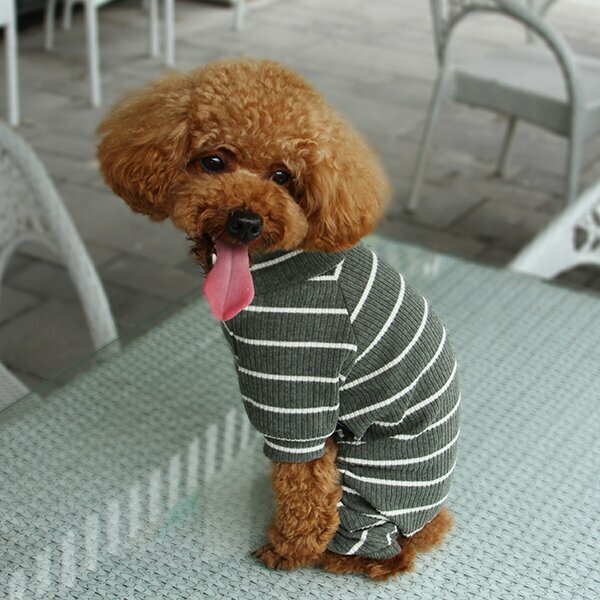 Modern and beautiful dog clothes