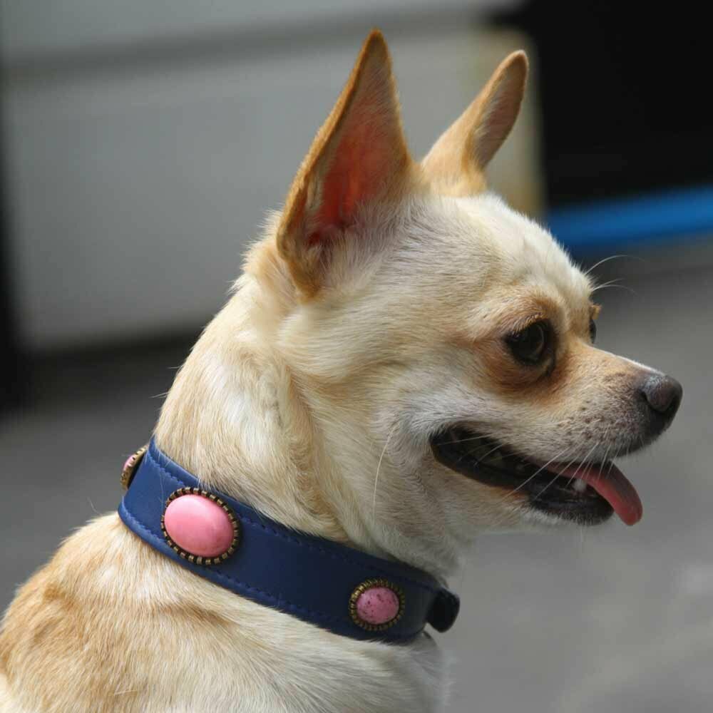 Designer Dog Collar from DoggyDolly