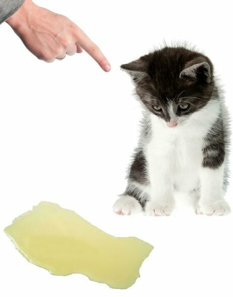 Removing cat urine
