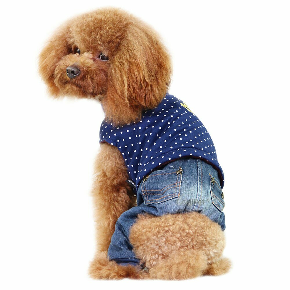 Navy Blue Royal dog clothes top with Jeans jacket jeans