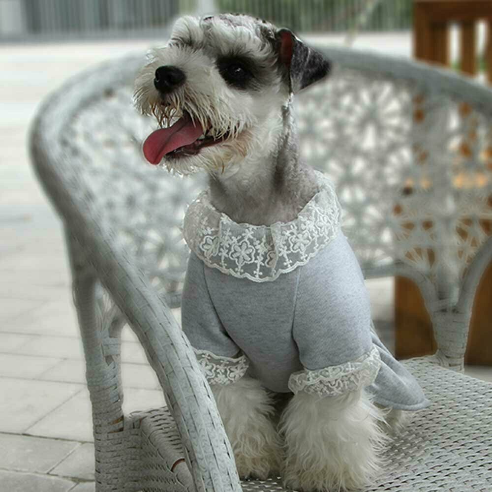 Fashionable dog clothes for the winter