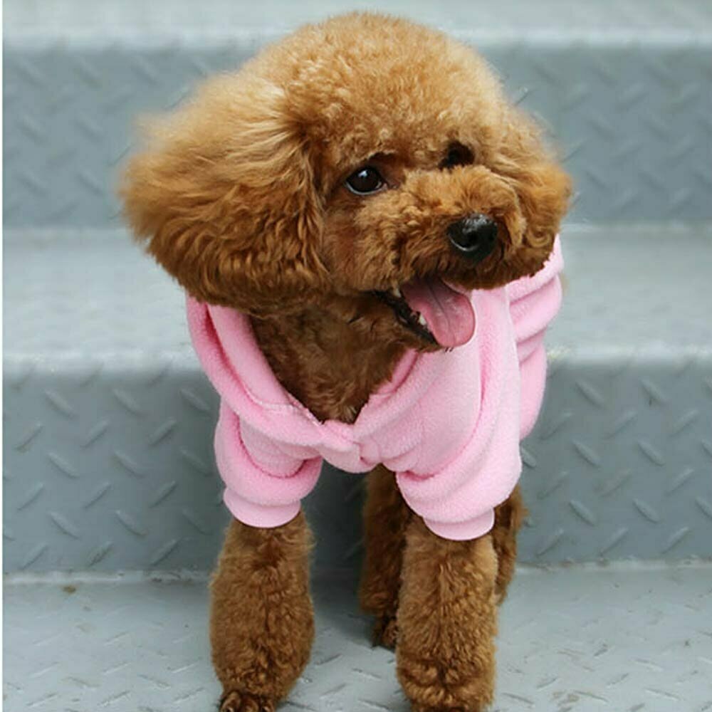 High quality dog clothes for modern dogs