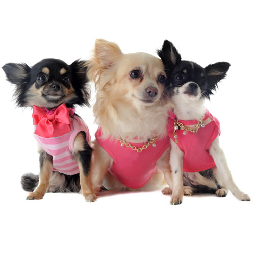 Dog shirts, t-shirts and dog shirts for dogs