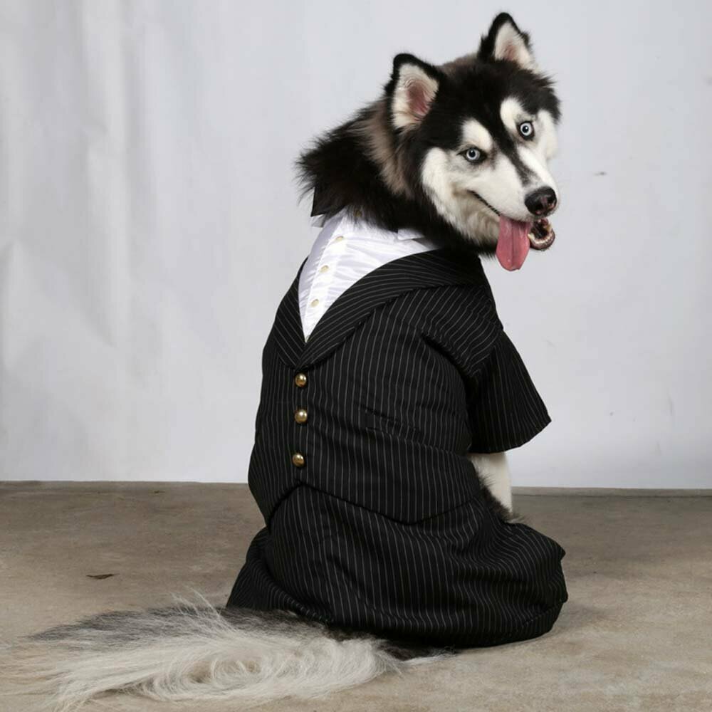 Beautiful suit for big dogs