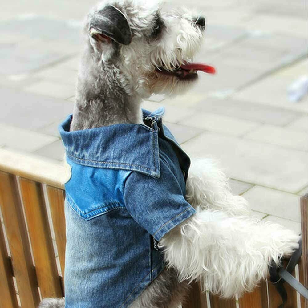 Dog jacket Blue Jeans