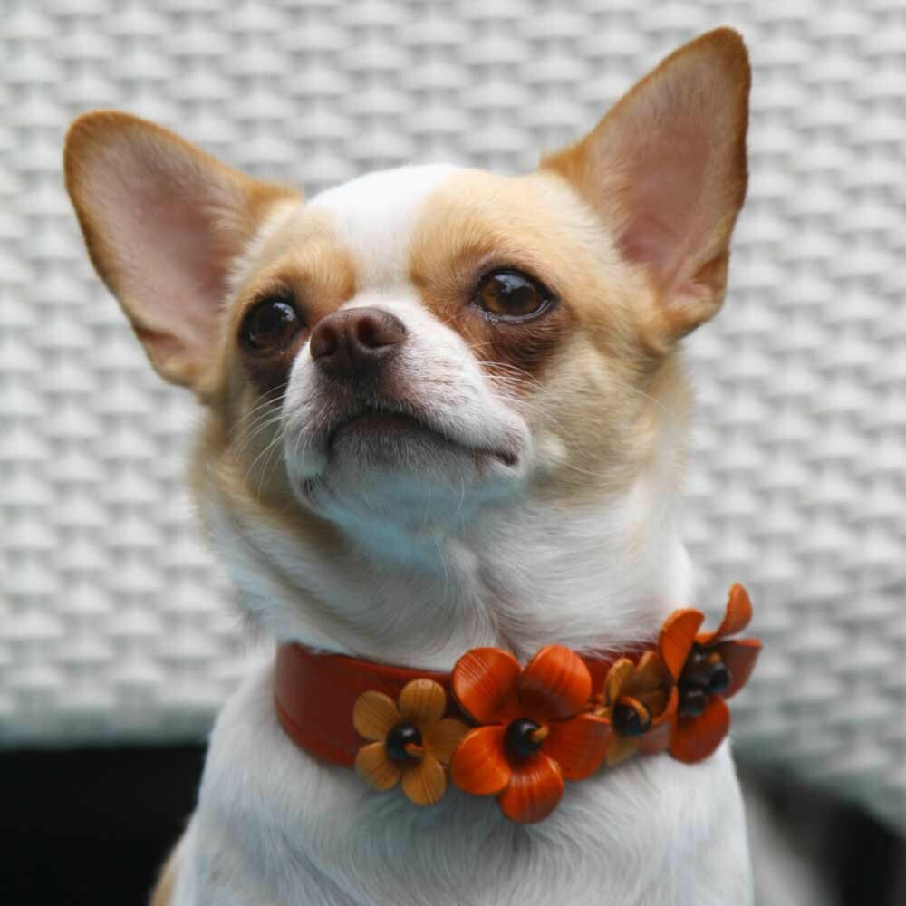 orange leather dog collar