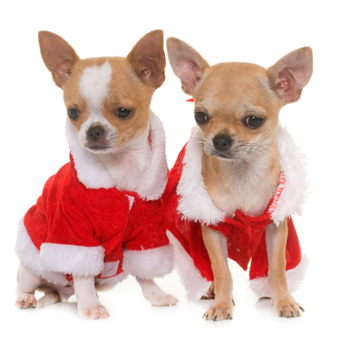 Christmas Fashions for Dogs