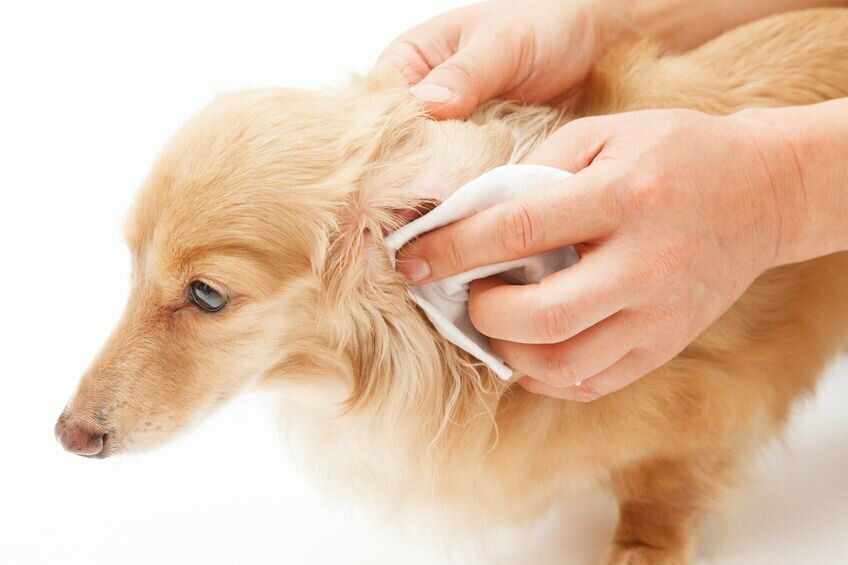 Ear Powder for dogs and Cats