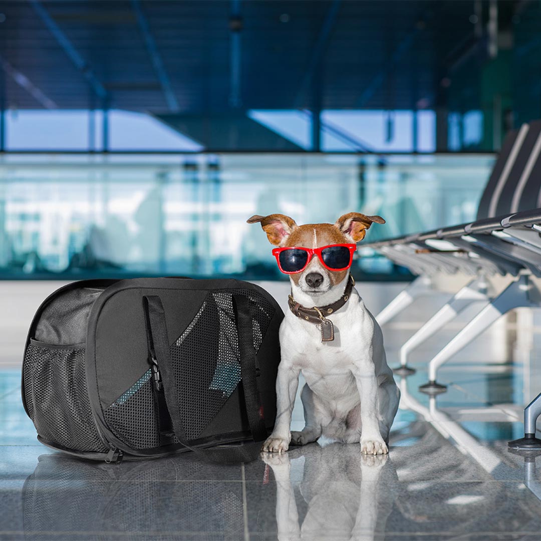 Fancy on the road with the practical dog carrier for travelling