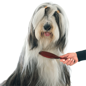 GogiPet Magic Care for the dog groomer