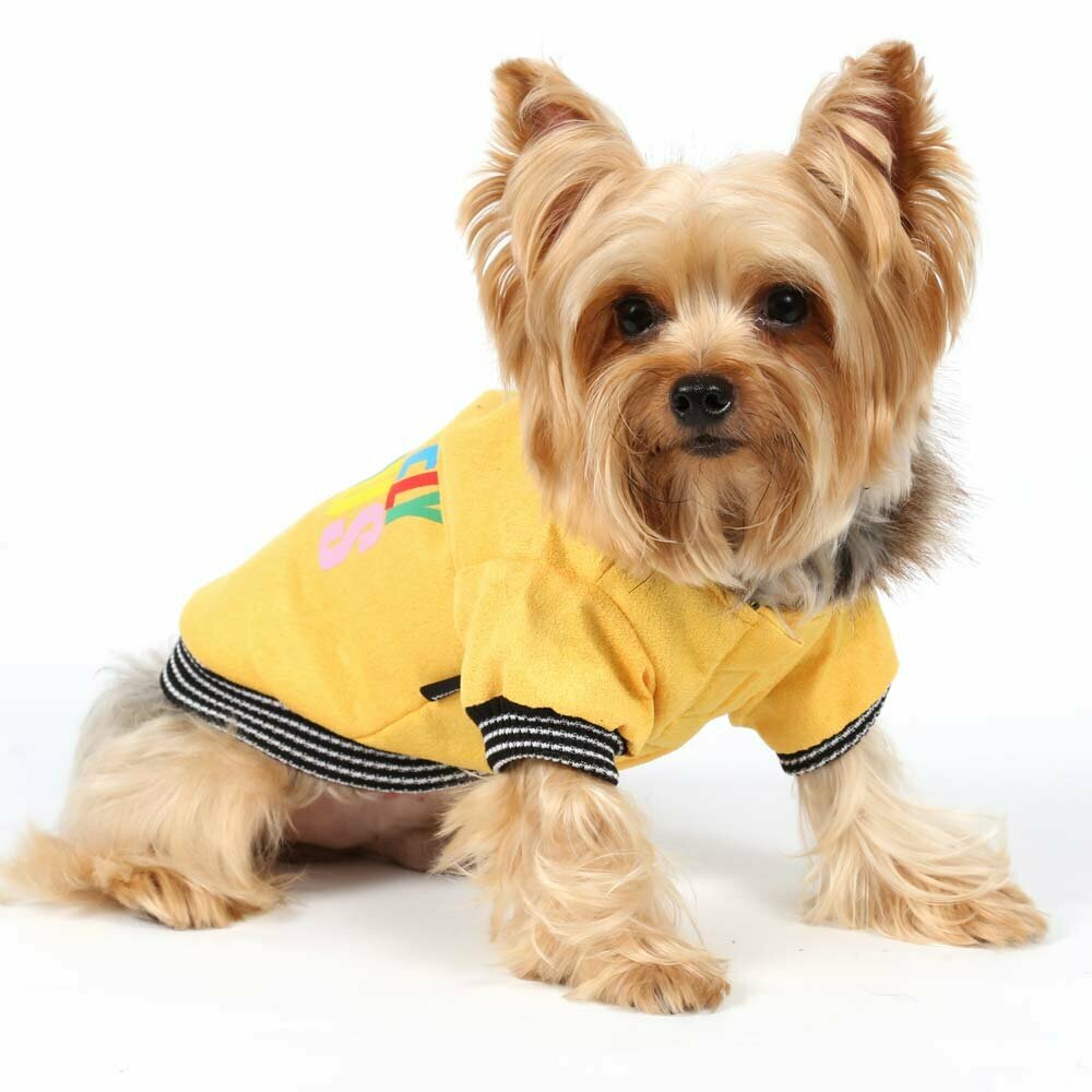 Yellow dog jacket for winter