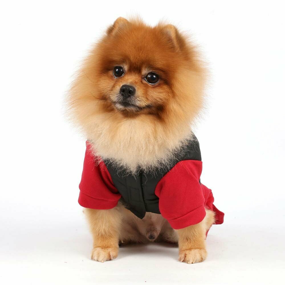 Beautiful dog coat with 4 legs