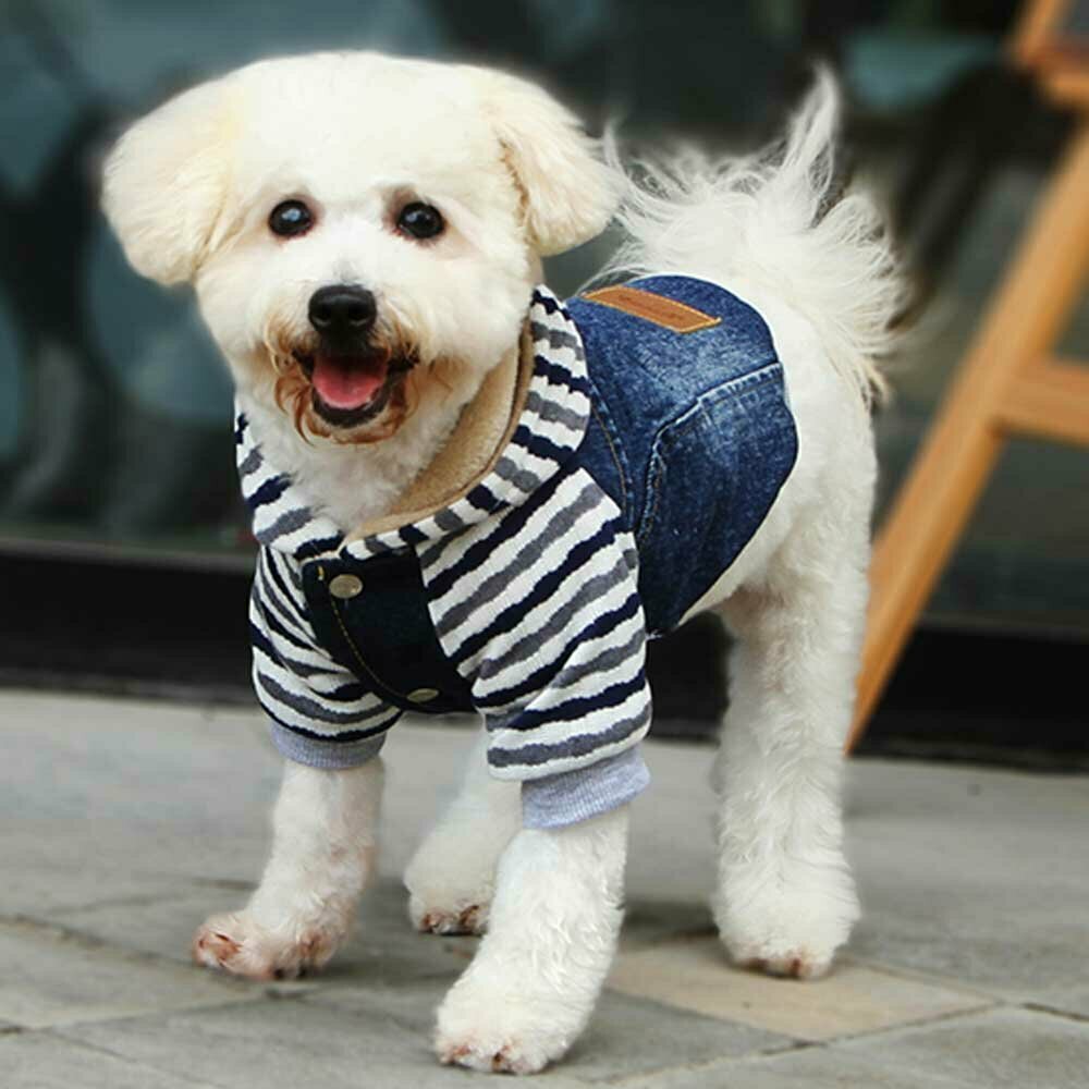 Warm dog clothing - Blue Jeans dog jacket