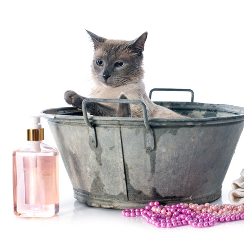 Cat perfumes