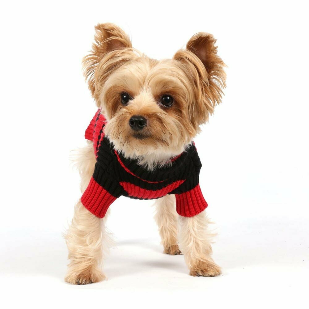 Modern sweaters for dogs