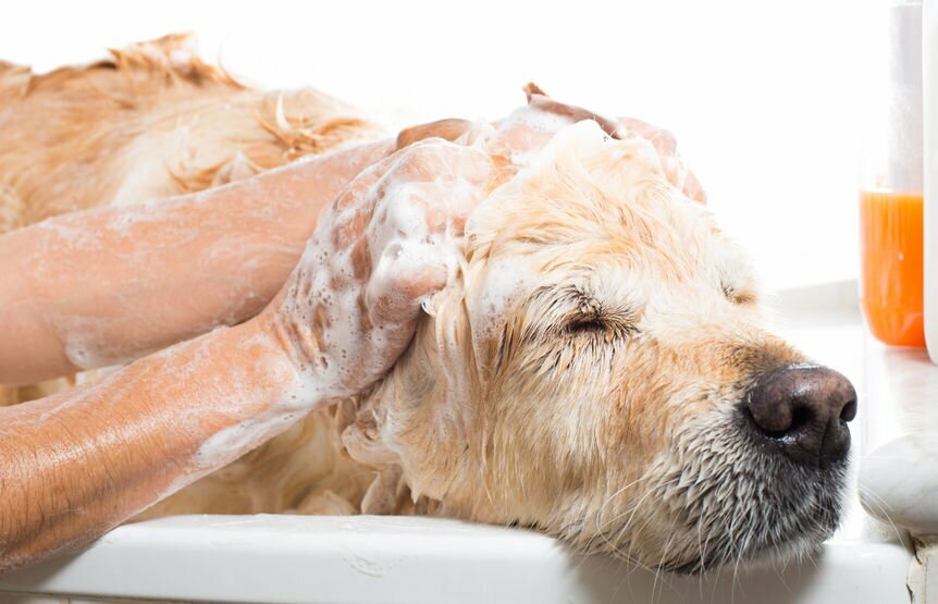 Dog shampoo for brown dogs