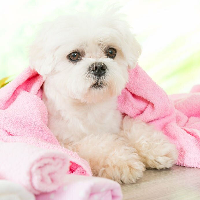 Dog shampoo for white dogs