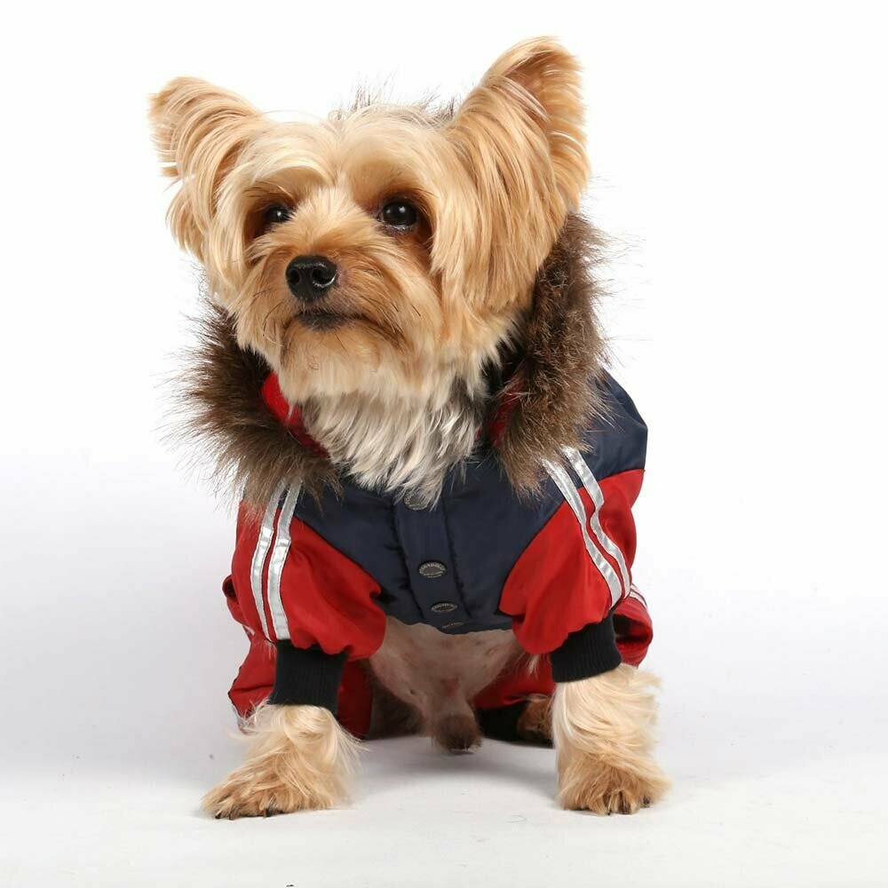 Snowsuit for dogs red blue
