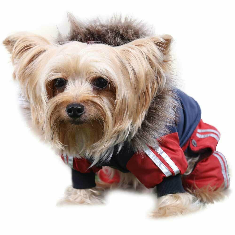 Beautiful dog snowsuit - warm dog clothes