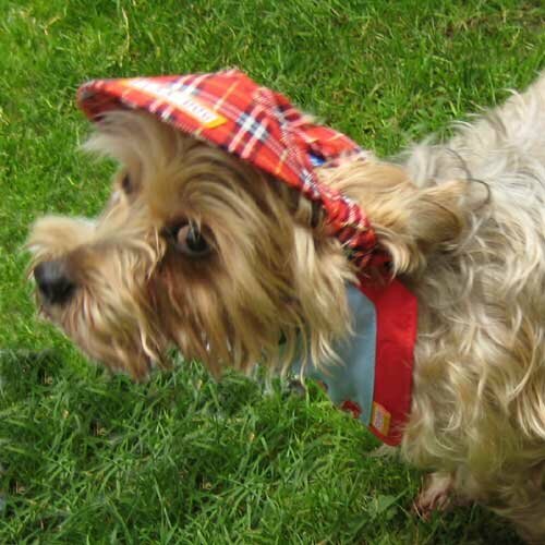 Scots dog hat - red peaked cap for dogs