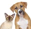 Repellent sprays and attractiveness sprays for dogs and cats