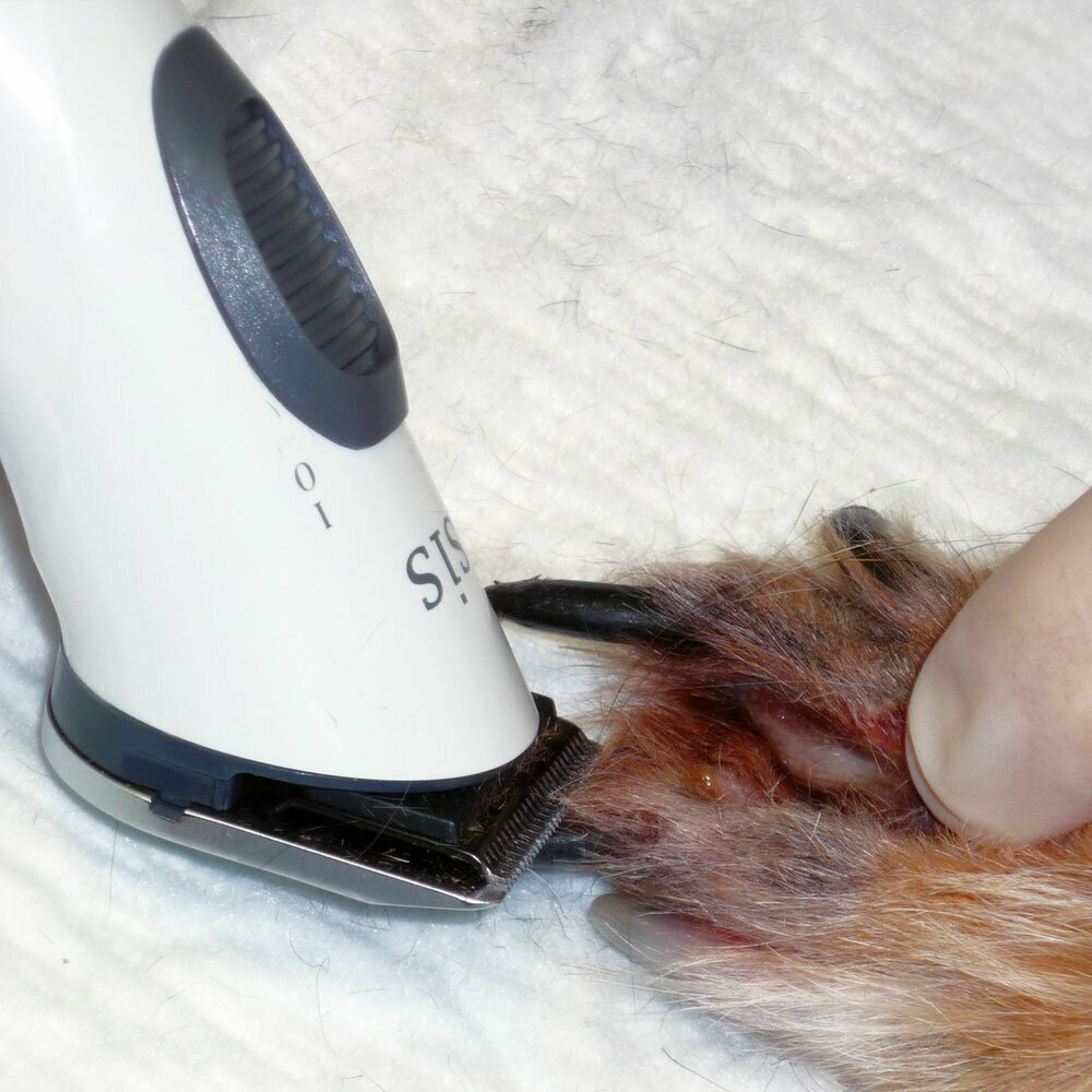 Aesculap Isis the perfect paw clipper