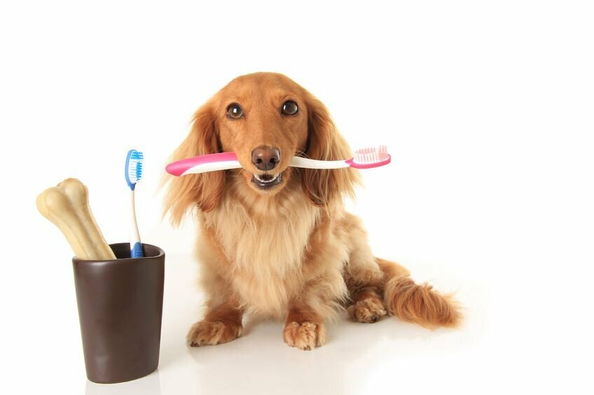 Dental care for dogs simple and efficient
