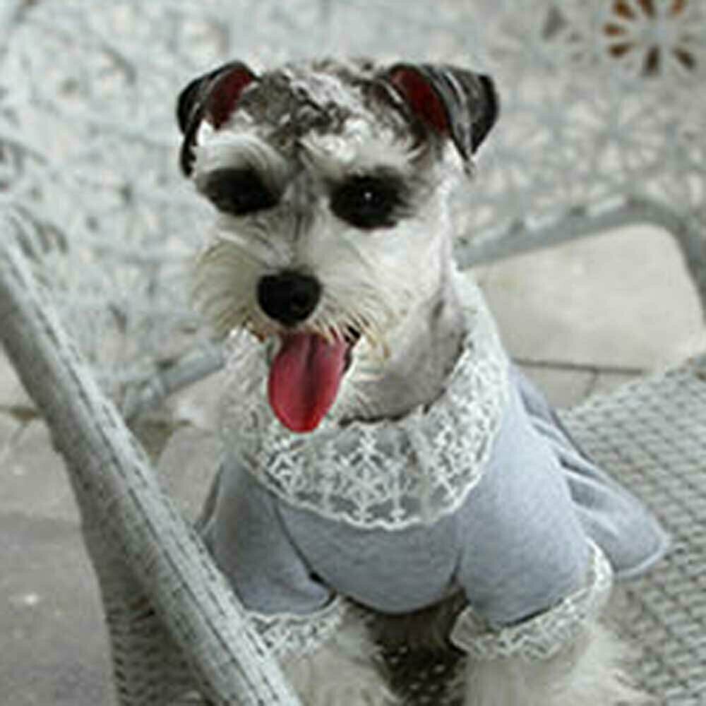 Winter dress for dogs - warm dog clothes