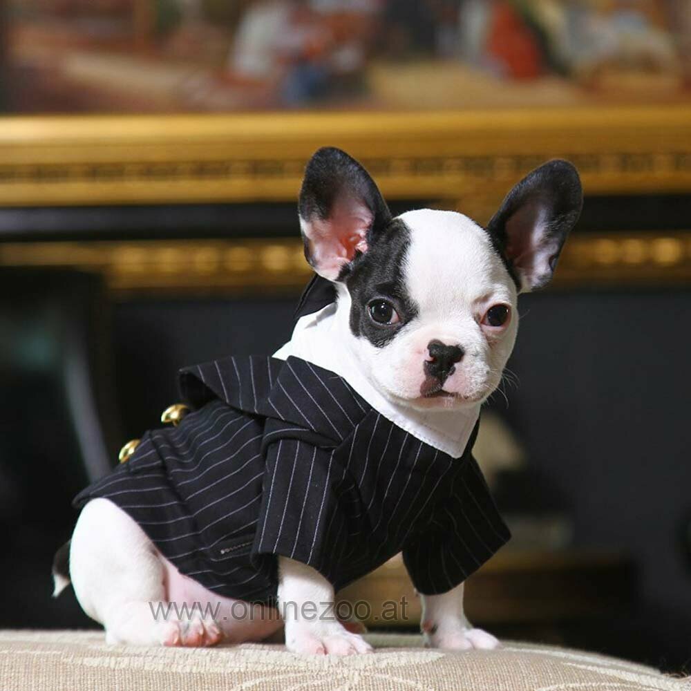 Dog Suit - Pinstripe Tuxedo for Dogs