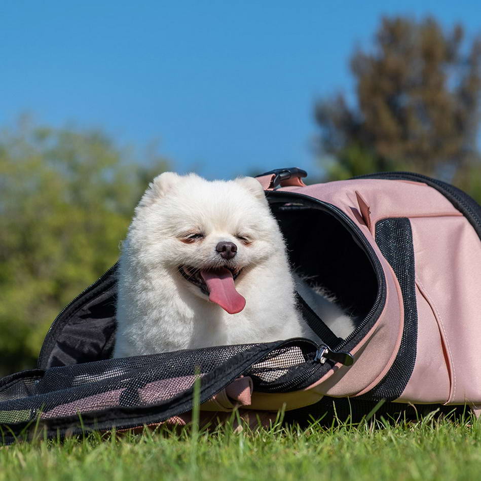 Dog backpack which can also be used as a rest stop