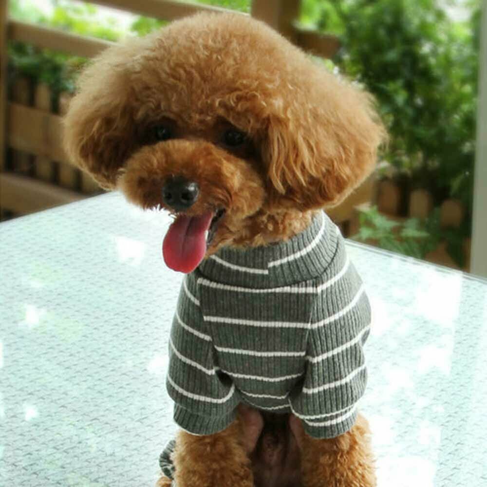Dog clothing for today's dog