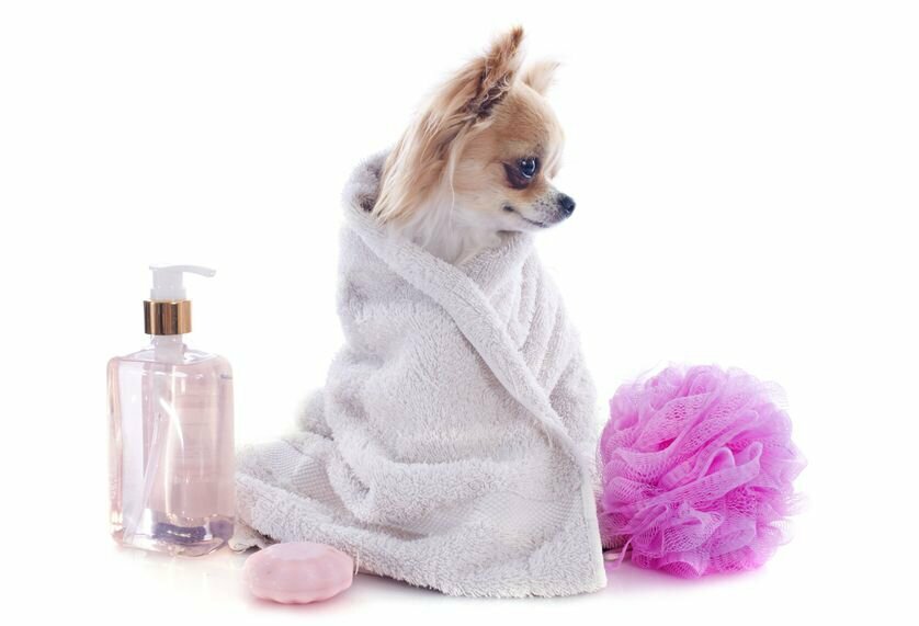 Fragrances for dogs - Perfume