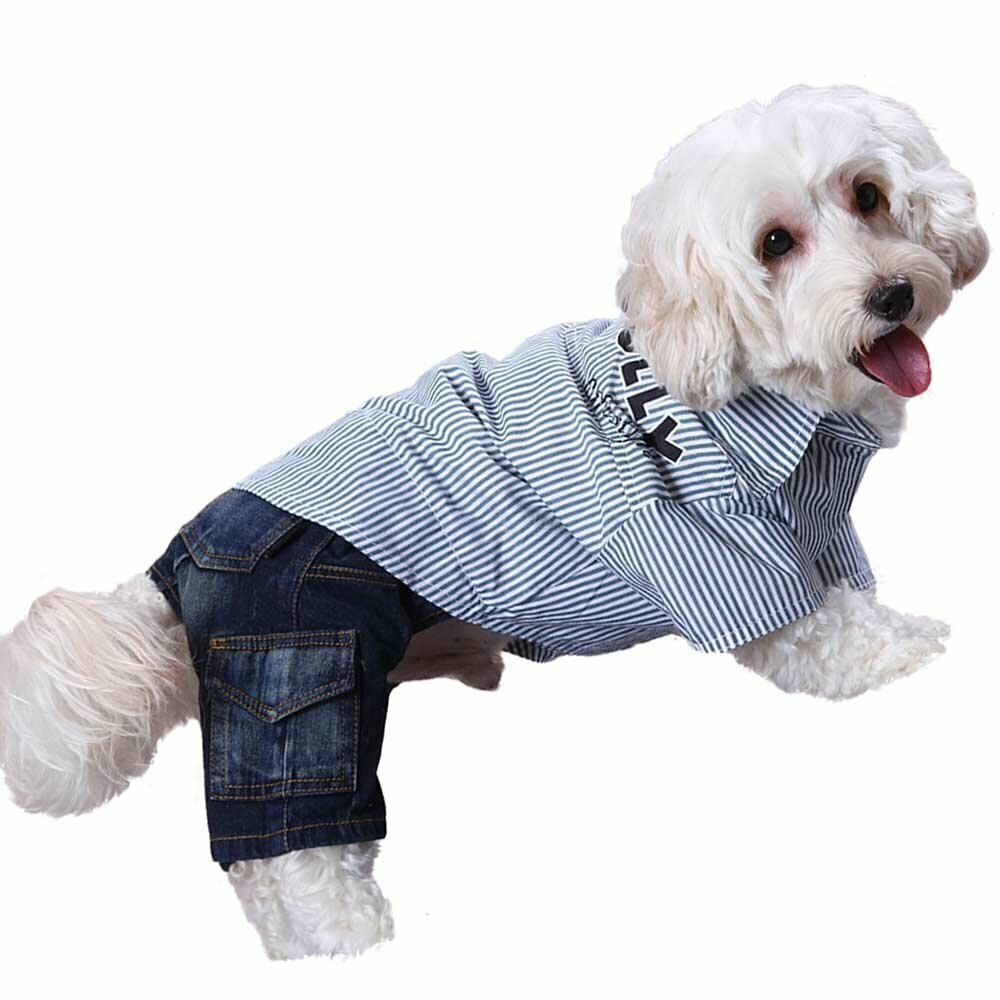 Buy Modern Jeans Dog Clothing cheap at Onlinezoo
