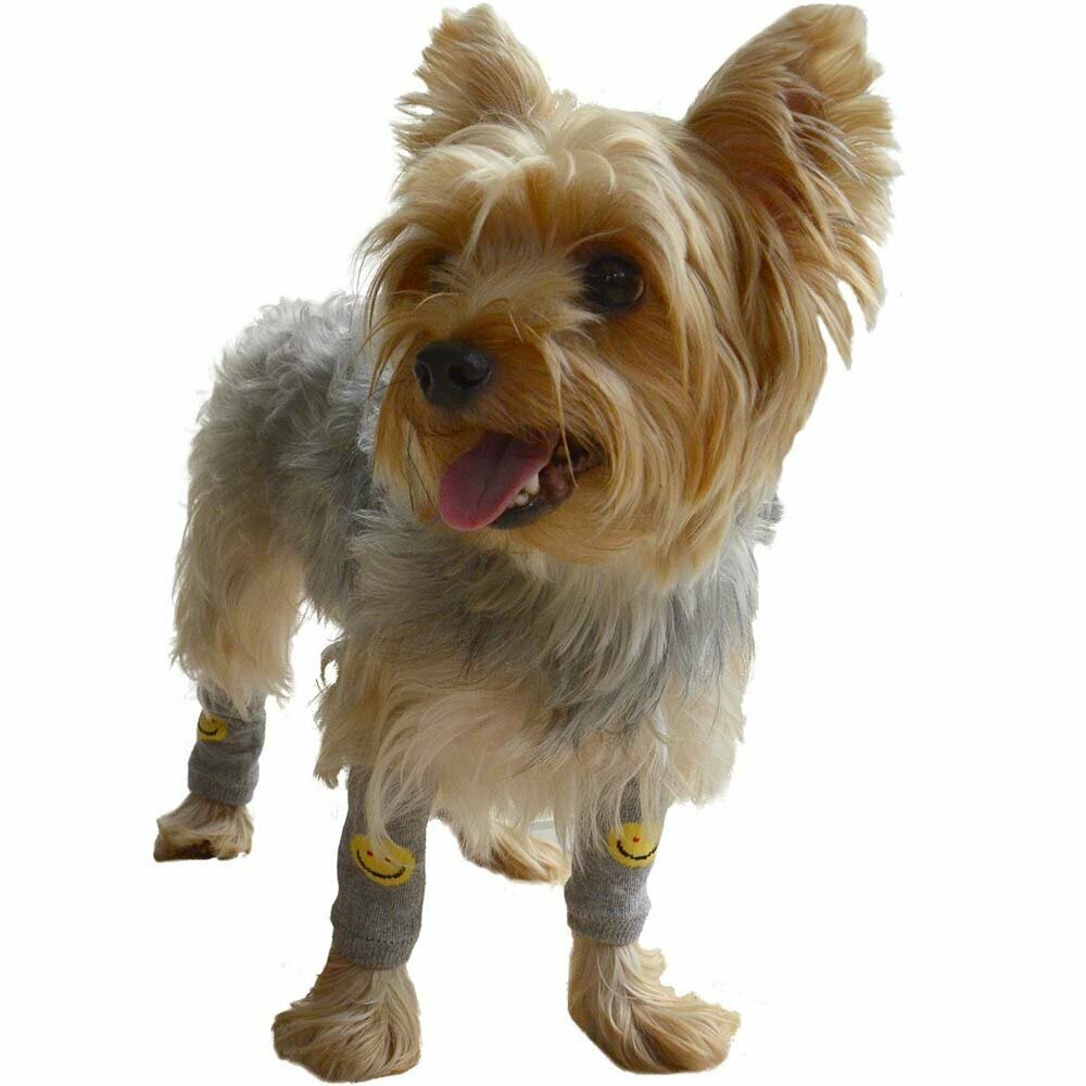 DoggyDolly WM001 - Legwarmer for dogs - dog clothes
