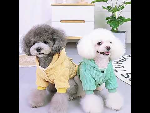 Warm corduroy dog jacket yellow with hood - Dog clothing
