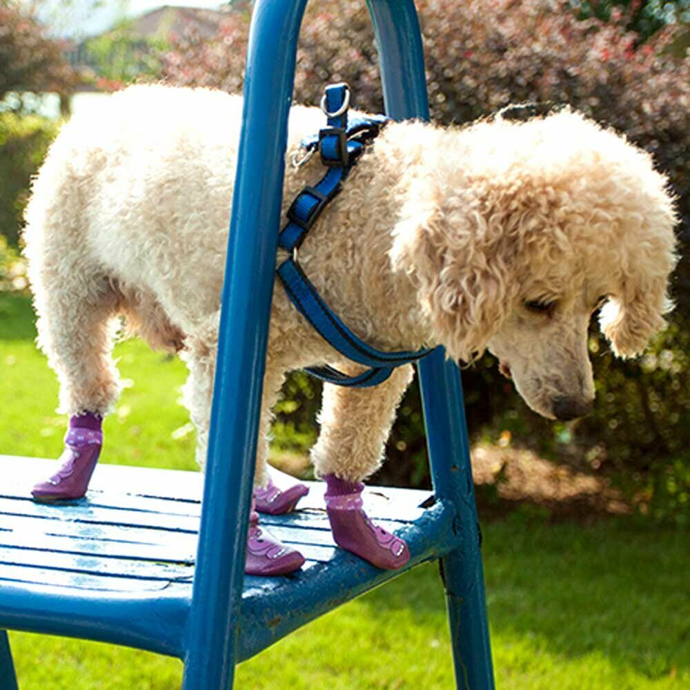Good dog socks as dog shoes for the winter and against dirt