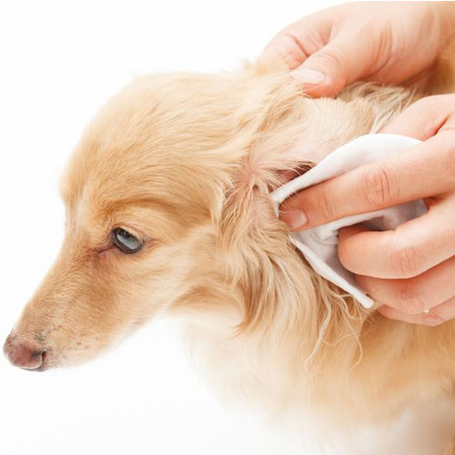 Ear cleaner for dogs and cats