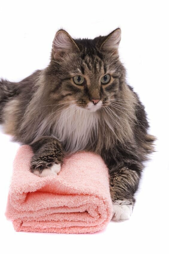 Shampoo for cats with long hair