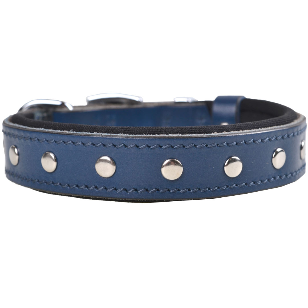 Blue studded dog collar with soft leather lining