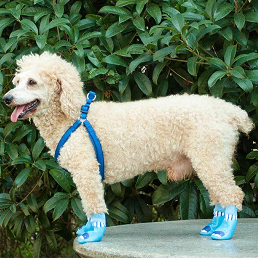 Good dog socks as dog shoes for the winter and against dirt