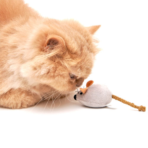 Toys for cats