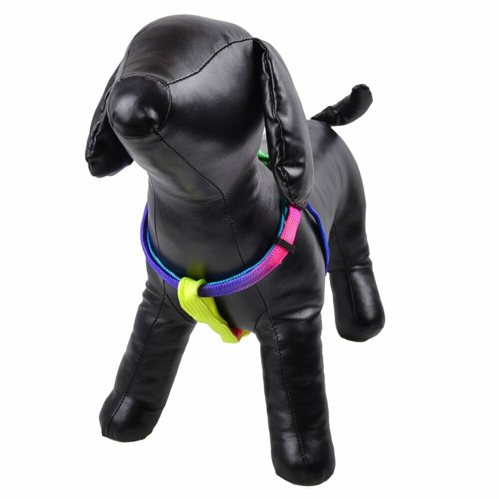 Colorfull dog harness in rainbow colors