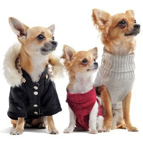 Warm dog clothing