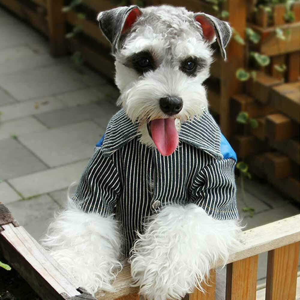 Modern retro jeans jacket for dogs - dog clothes