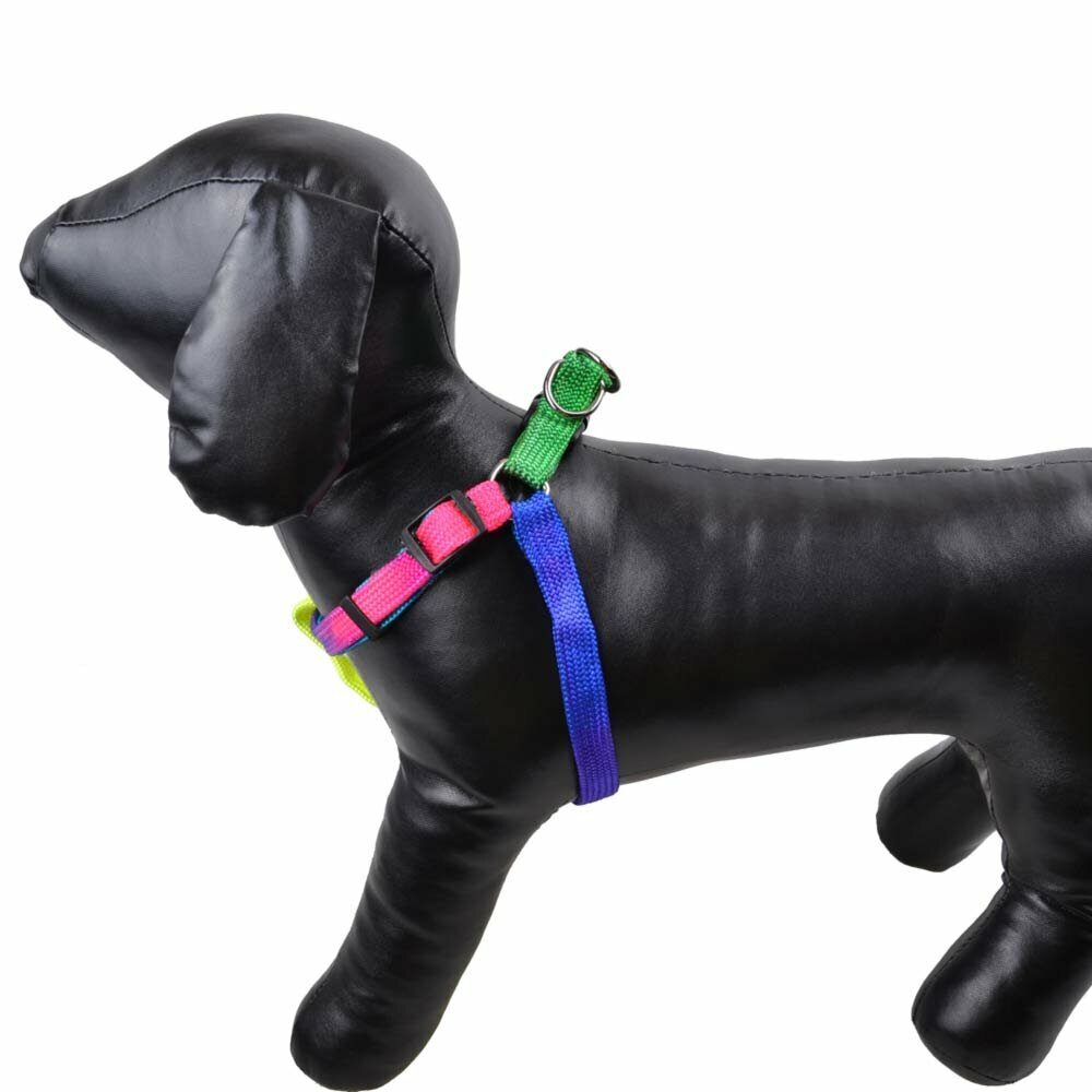 Rainbow dog harness for small dogs