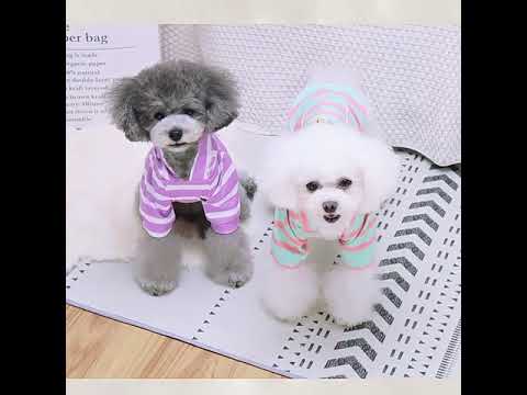 Hooded Dog Sweater Pink - Teddy Bear Hoodie