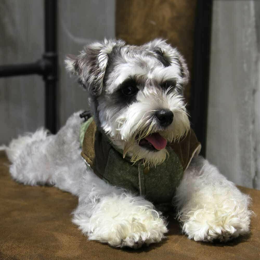 Warm dog clothes for the winter - green dog jacket